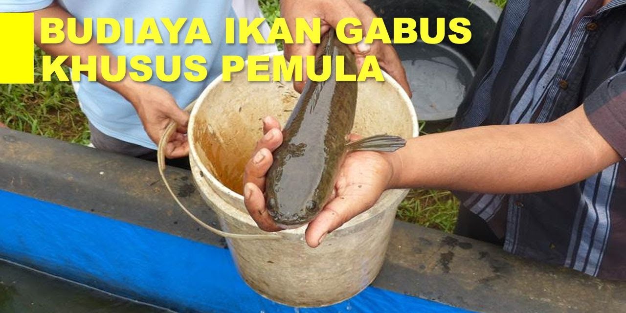 Budidaya Ikan Gabus Dengan Panduan Lengkap Untuk Pemula