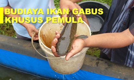 Budidaya Ikan Gabus Dengan Panduan Lengkap Untuk Pemula