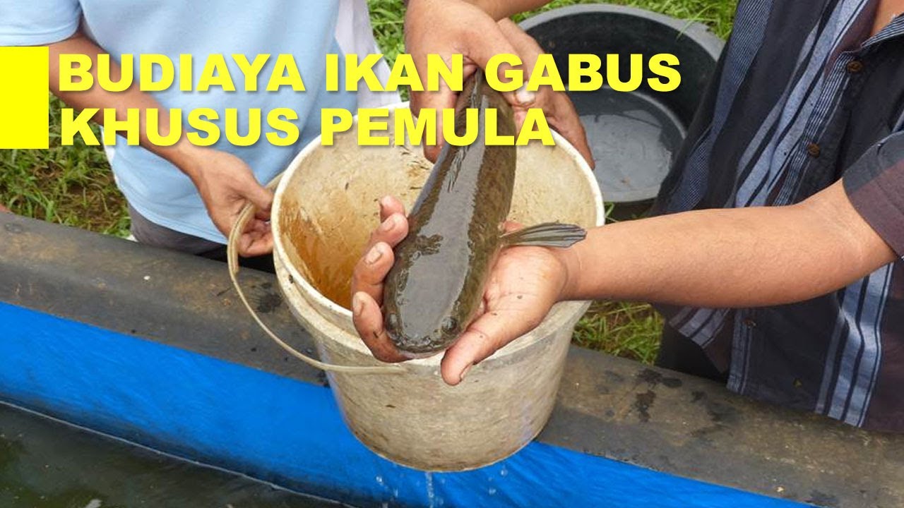 Budidaya Ikan Gabus