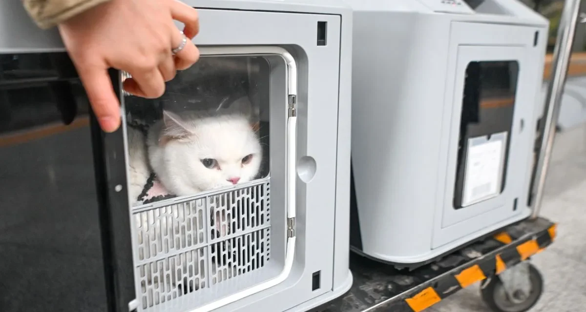 Fasilitas Baru Di Chongqing Untuk Perjalanan Hewan Saat Imlek