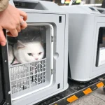 Fasilitas Baru Di Chongqing Untuk Perjalanan Hewan Saat Imlek