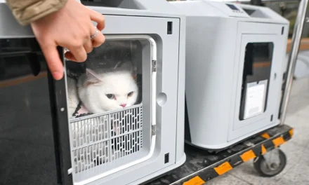 Fasilitas Baru Di Chongqing Untuk Perjalanan Hewan Saat Imlek