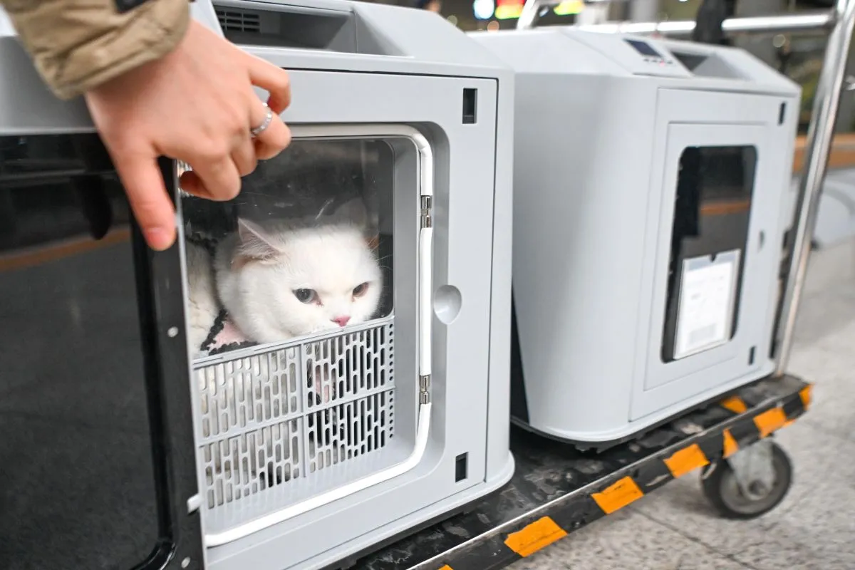 Fasilitas Baru Di Chongqing