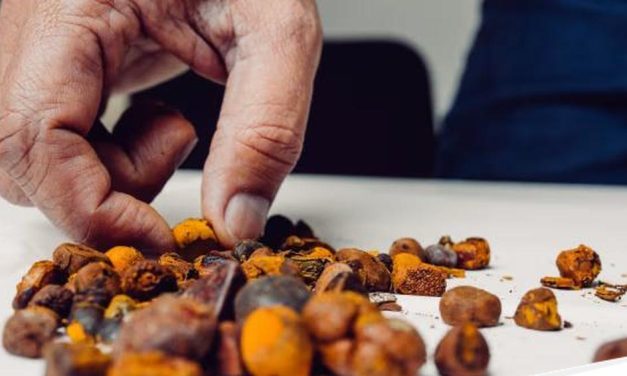 Batu Empedu Sapi Di Australia Harganya Lampaui Nilai Emas