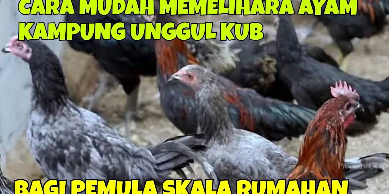 Beternak Ayam Kampung Untuk Pemula, Mudah Buat Di Rumah