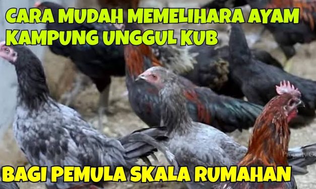 Beternak Ayam Kampung Untuk Pemula, Mudah Buat Di Rumah