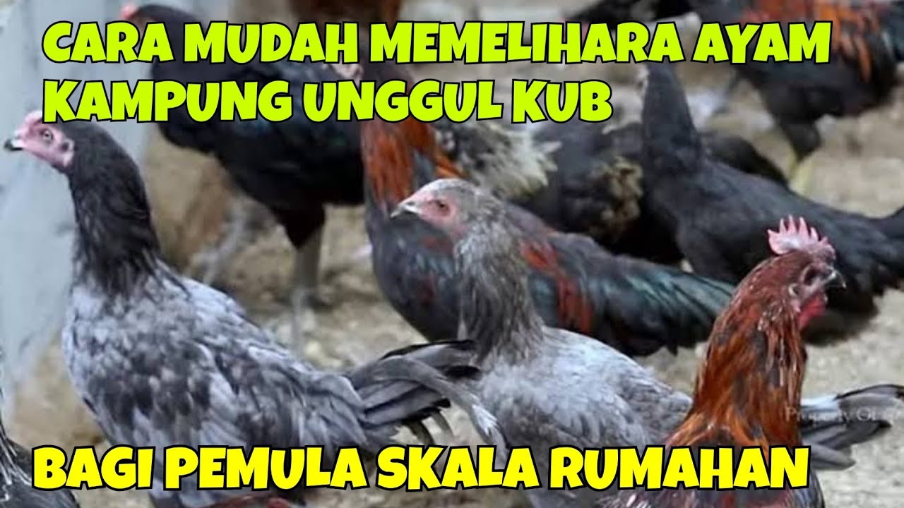 Beternak Ayam Kampung
