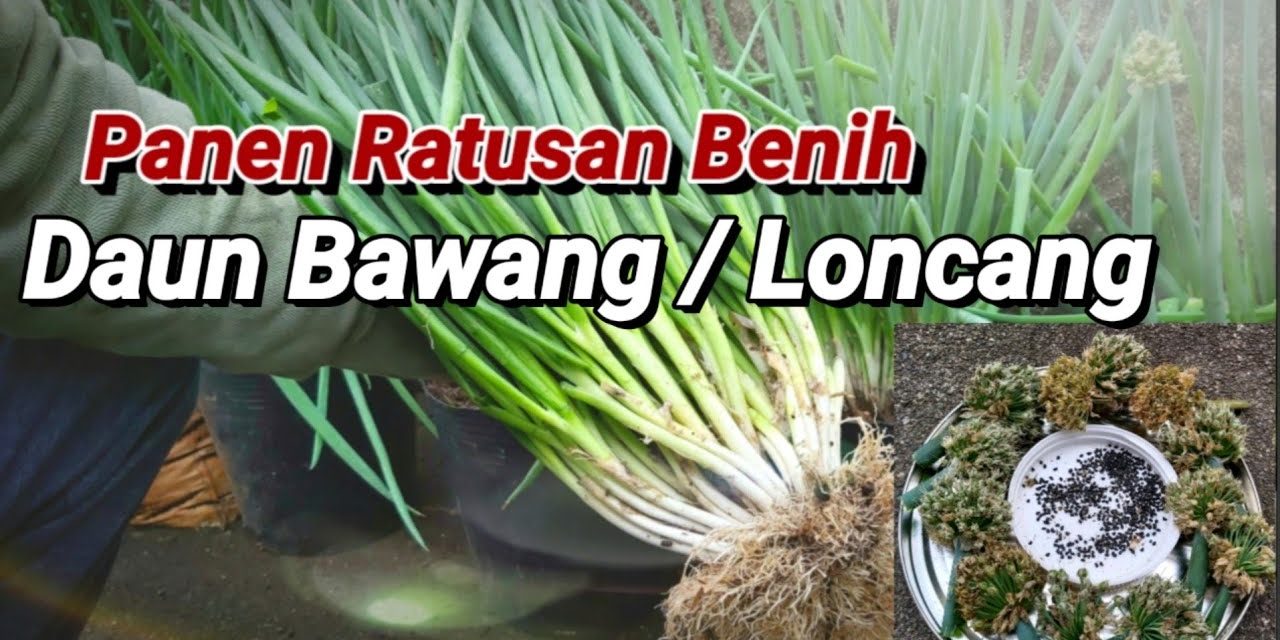 Langkah Mudah Budidaya Daun Bawang Dari Biji Untuk Pemula