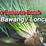 Langkah Mudah Budidaya Daun Bawang Dari Biji Untuk Pemula