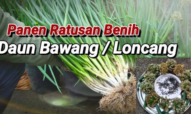 Langkah Mudah Budidaya Daun Bawang Dari Biji Untuk Pemula