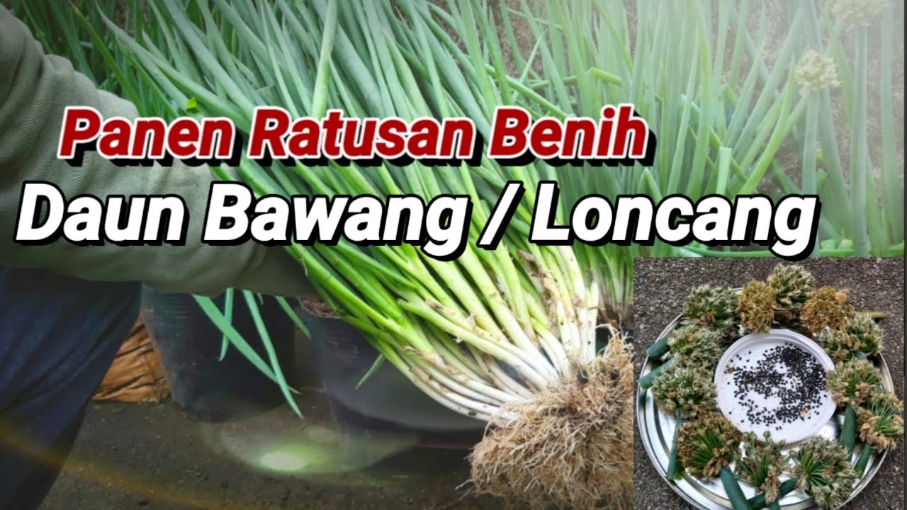 Langkah Mudah Budidaya