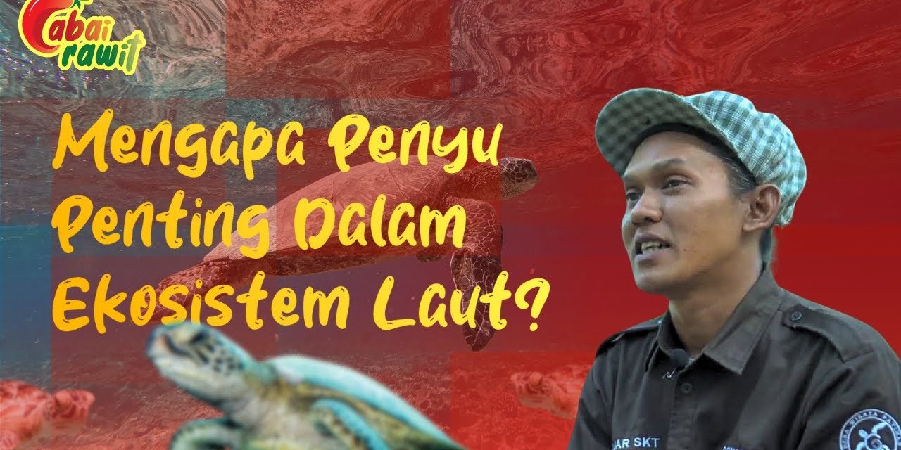 Pentingnya Konservasi Penyu: Menjaga Kelanjutan Ekosistem Laut