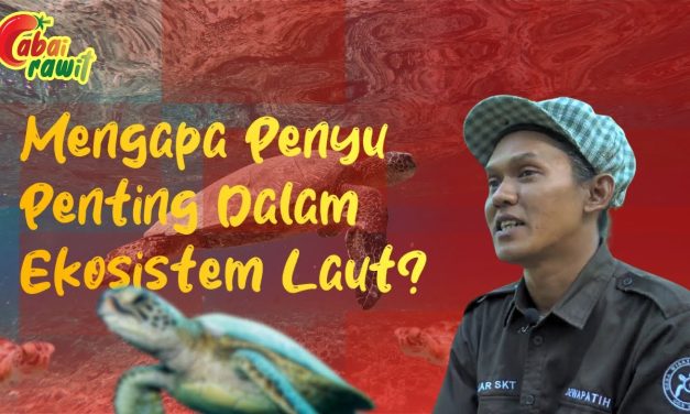Pentingnya Konservasi Penyu: Menjaga Kelanjutan Ekosistem Laut