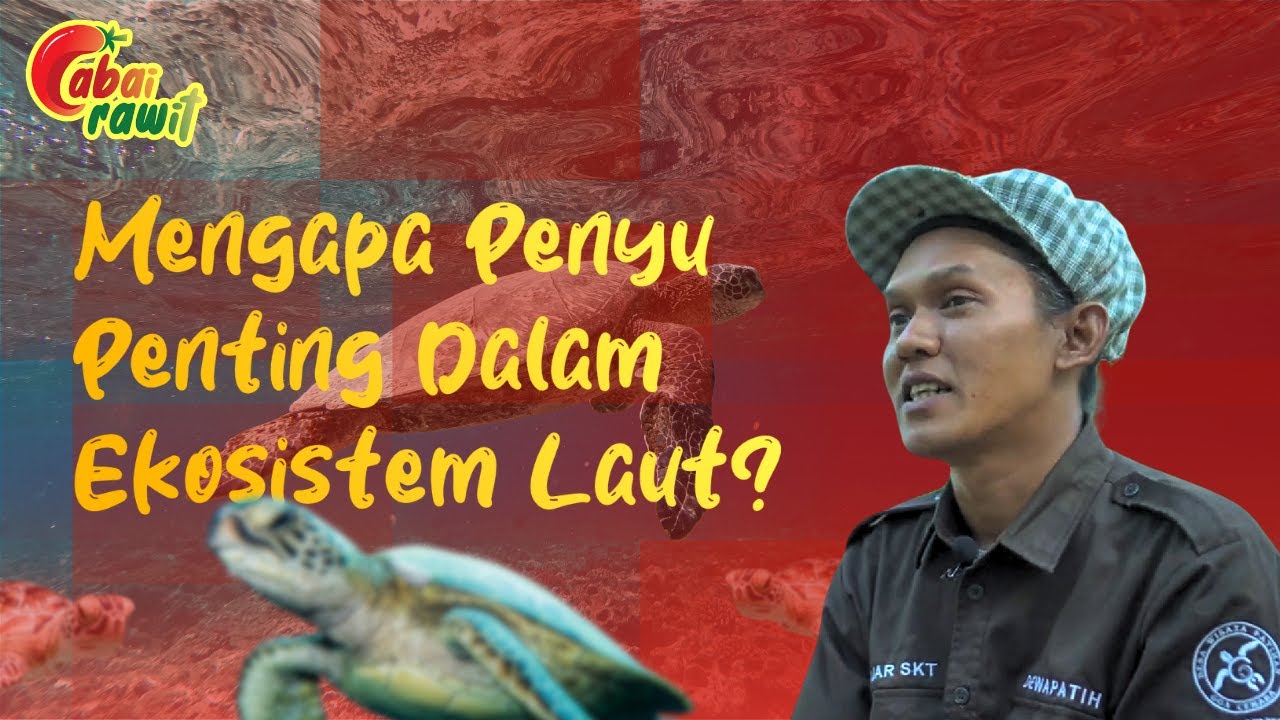 Pentingnya Konservasi Penyu