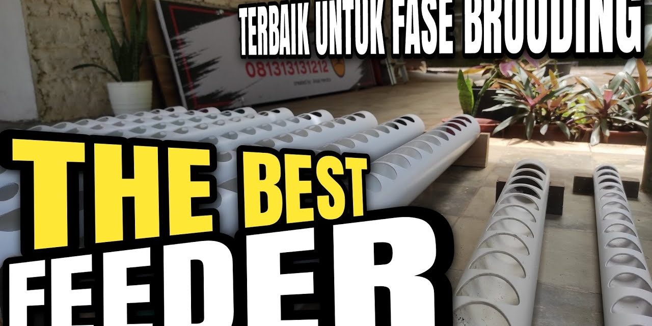 Solusi Hemat! Tempat Pakan Ayam Dari Pipa PVC Anti Tumpah