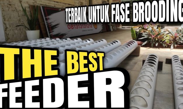 Solusi Hemat! Tempat Pakan Ayam Dari Pipa PVC Anti Tumpah