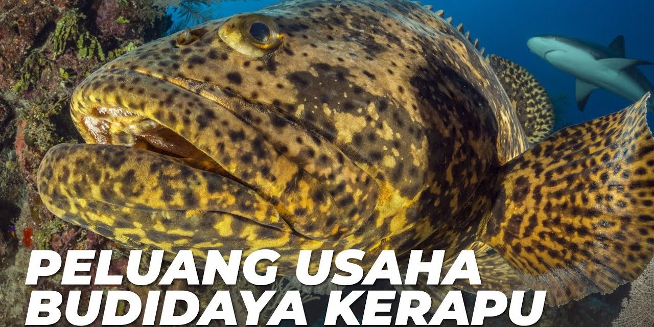 Membuka Peluang Bisnis Yang Cuan Dengan Budidaya Ikan Krapu