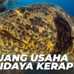 Membuka Peluang Bisnis Yang Cuan Dengan Budidaya Ikan Krapu