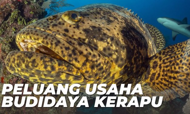 Membuka Peluang Bisnis Yang Cuan Dengan Budidaya Ikan Krapu