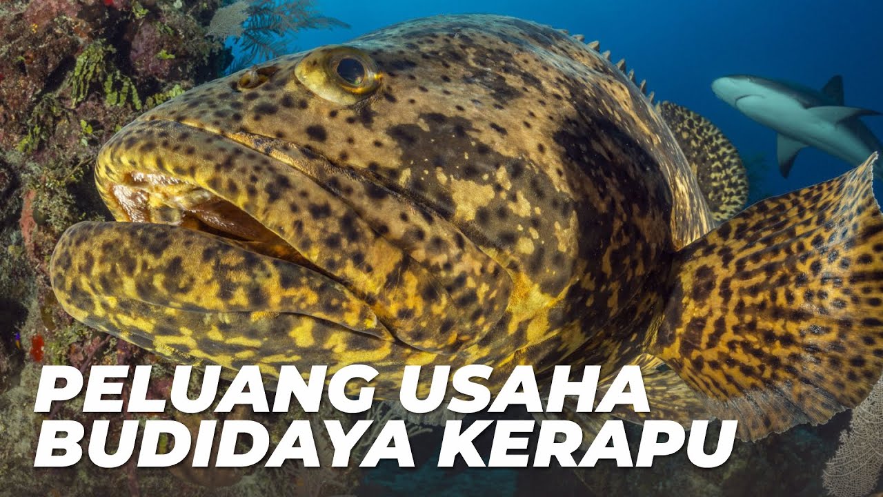 Membuka Peluang Bisnis