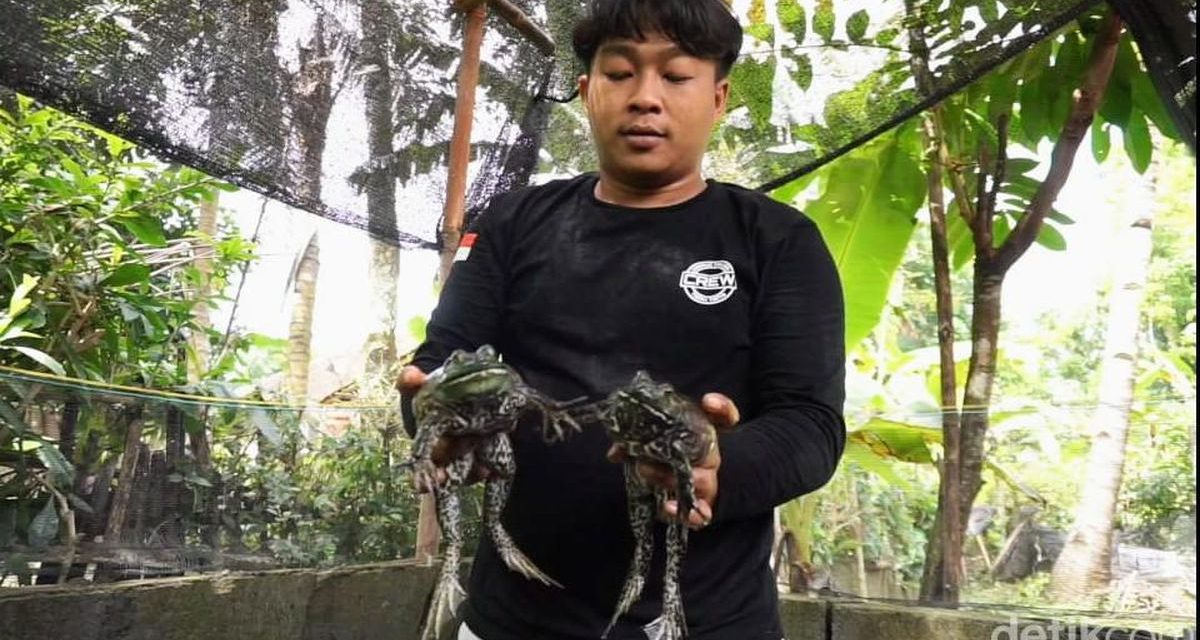 Bisnis Ternak Bullfrog Ternyata Memiliki Nilai Ekonomi Yang Tinggi