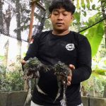 Bisnis Ternak Bullfrog Ternyata Memiliki Nilai Ekonomi Yang Tinggi