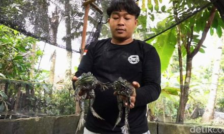 Bisnis Ternak Bullfrog Ternyata Memiliki Nilai Ekonomi Yang Tinggi