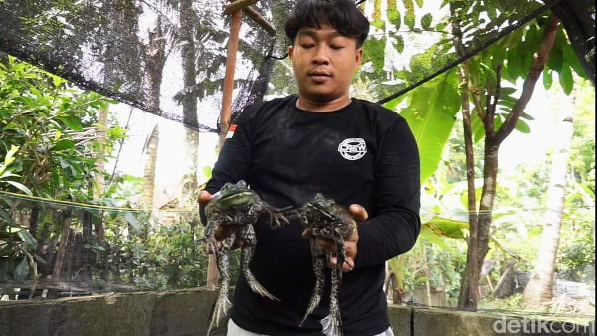 Bisnis Ternak Bullfrog