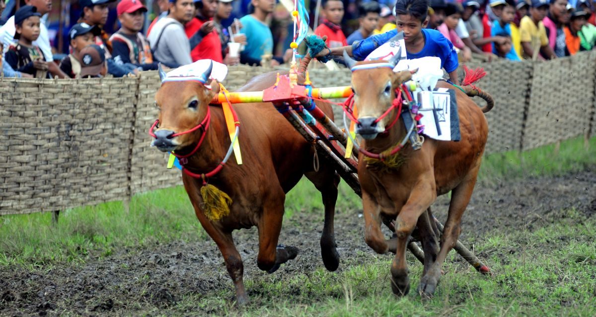 Festival Olahraga Tradisional, Karapan Sapi Ramai Disambut