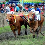Festival Olahraga Tradisional, Karapan Sapi Ramai Disambut