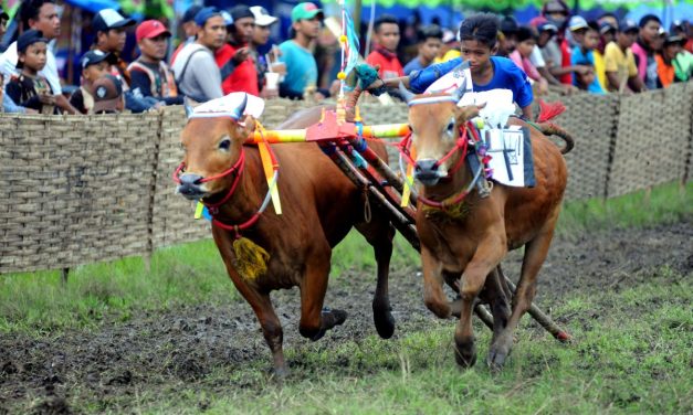 Festival Olahraga Tradisional, Karapan Sapi Ramai Disambut